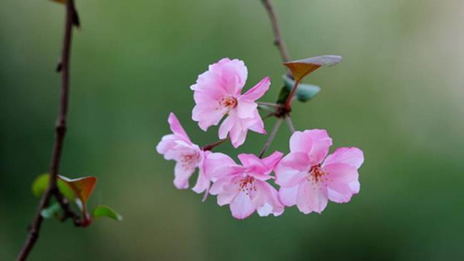Collection des plus belles images de fleurs sauvages