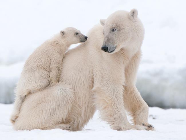 Imagem Urso polar usado como papel de parede bonito