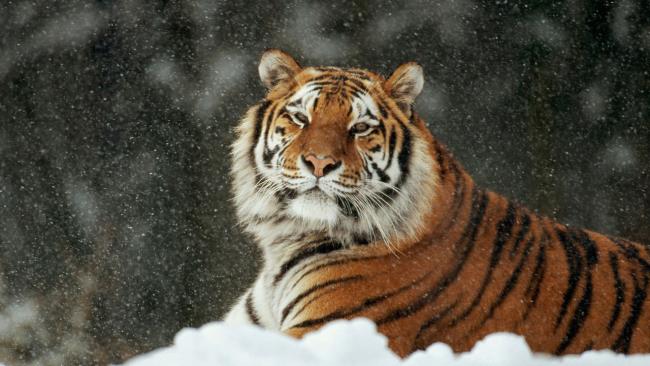 Tiger image as a beautiful wallpaper