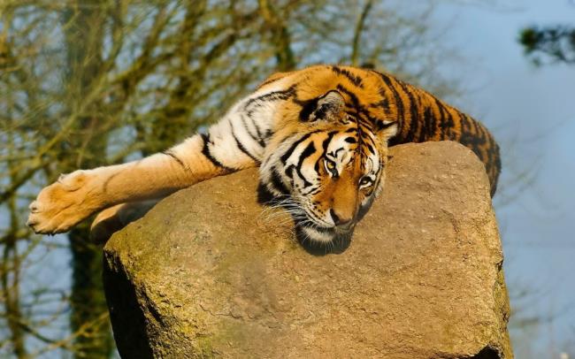 Imagem de tigre como um lindo papel de parede