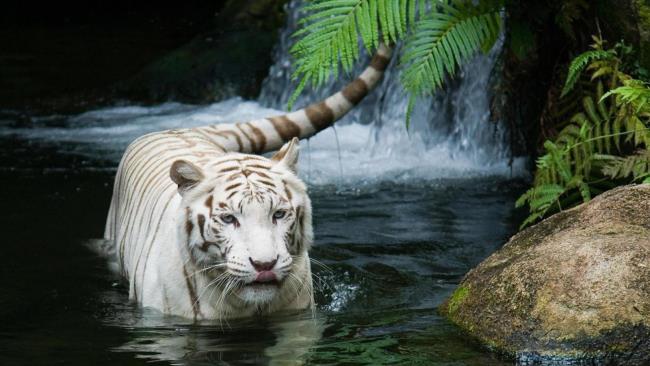 Imagem de tigre como um lindo papel de parede