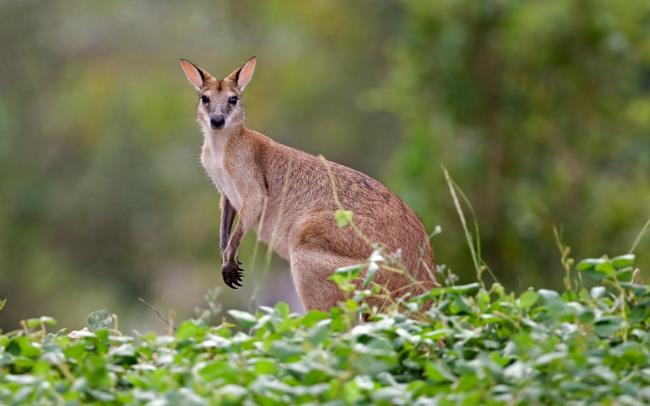 Collection des plus belles images de kangourou Kangourou