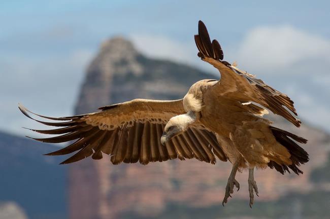 Images of Egyptian vultures as a beautiful wallpaper