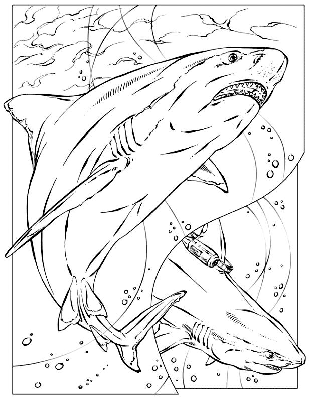 Collection of beautiful shark coloring pictures