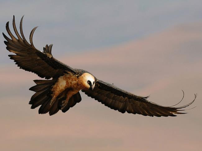 Images de vautours égyptiens comme beau fond d'écran