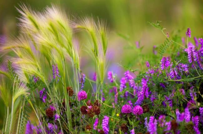Коллекция самых красивых изображений полевых цветов
