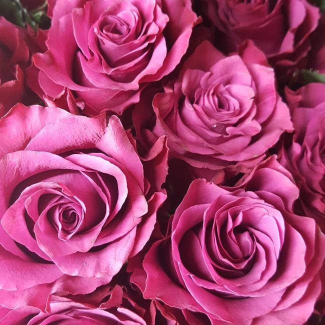 Collection des plus belles photos de roses violettes