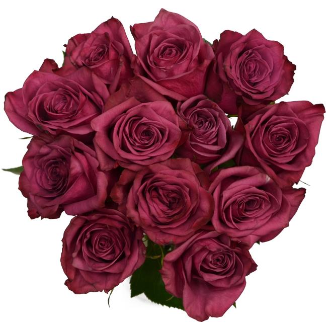 Collection des plus belles photos de roses violettes