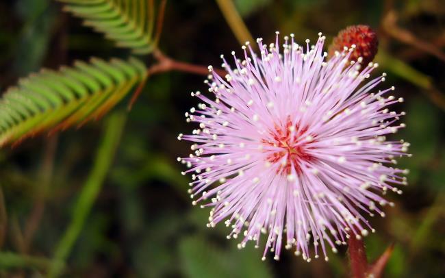 Collection des plus belles images de fleurs sauvages