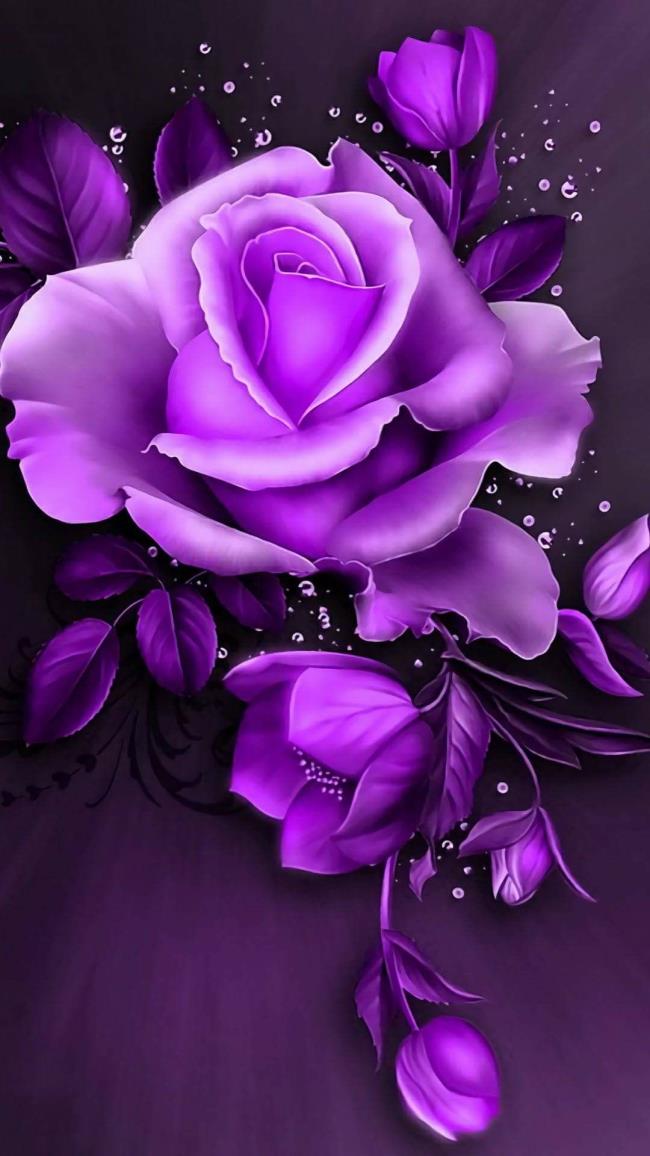 Collection des plus belles photos de roses violettes