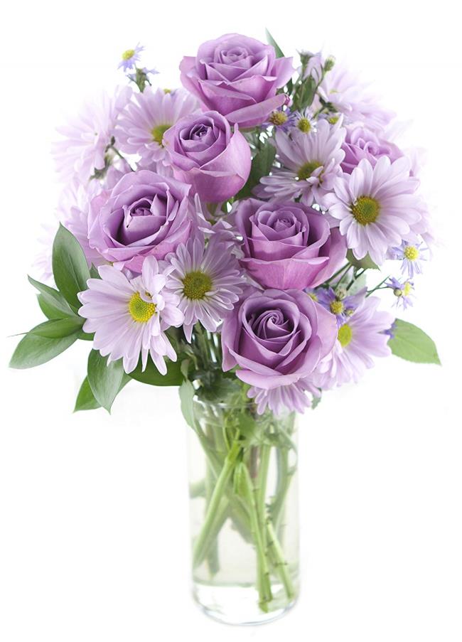 Collection of the most beautiful purple roses pictures