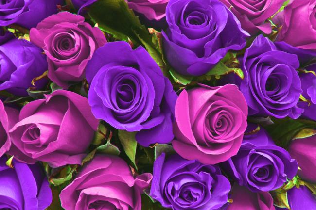 Colección de las más bellas imágenes de rosas moradas