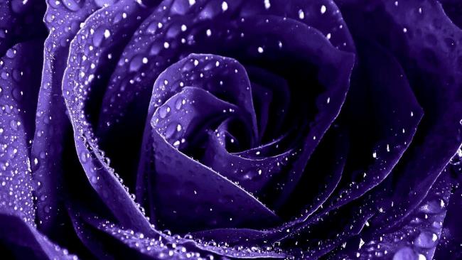 Collection des plus belles photos de roses violettes