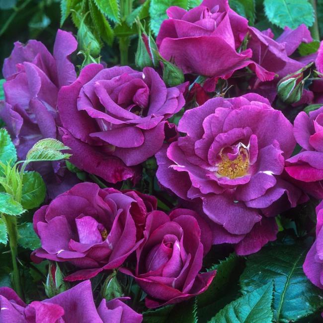 Collection des plus belles photos de roses violettes