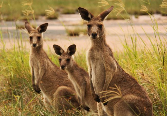 Verzameling van de mooiste Kangaroo-kangoeroe-afbeeldingen