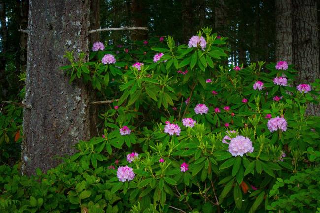 Coleção das mais belas flores de azálea da floresta
