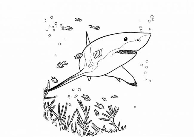 Collection of beautiful shark coloring pictures