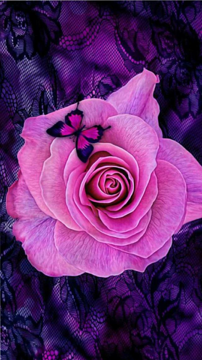 Collection des plus belles photos de roses violettes