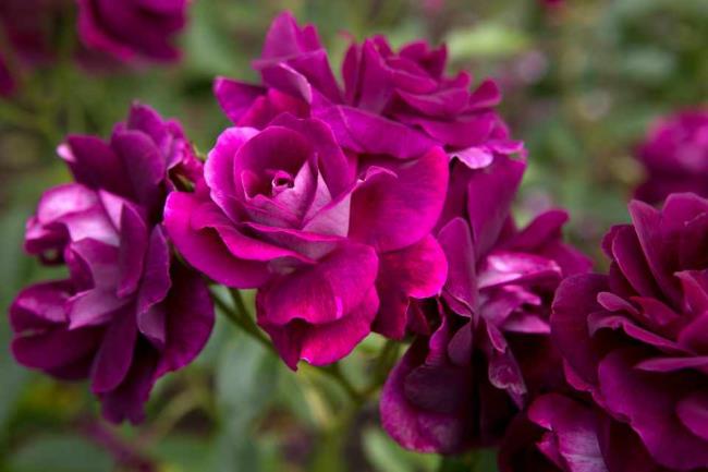 Collection des plus belles photos de roses violettes