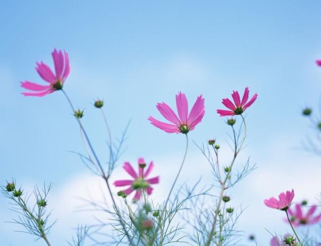 مجموعه ای از زیباترین تصاویر گلهای وحشی