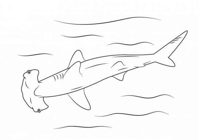 Collection of beautiful shark coloring pictures