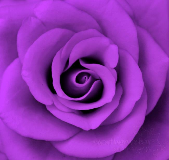 Collection des plus belles photos de roses violettes