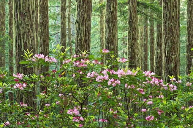 Raccolta dei più bei fiori di azalea della foresta