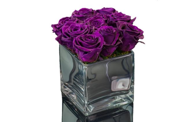 Collection of the most beautiful purple roses pictures