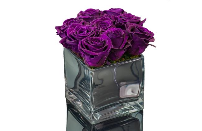 Colección de las más bellas imágenes de rosas moradas