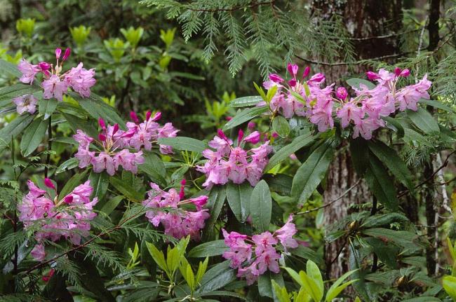 Verzameling van de mooiste bos azalea bloemen