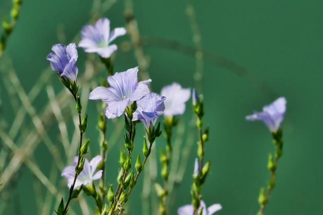 Sammlung der schönsten Wildblumenbilder