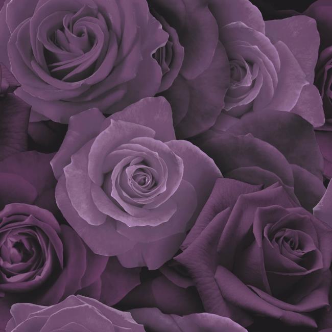 Collection des plus belles photos de roses violettes