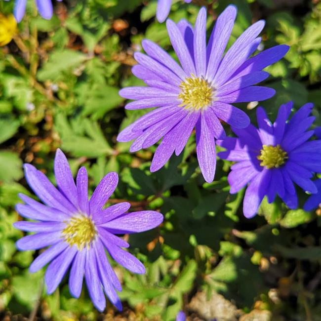 美しい紫色のヘザーの花 