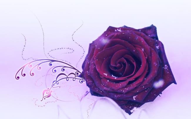 Collection des plus belles photos de roses violettes