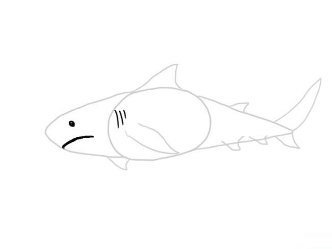 Collection of beautiful shark coloring pictures