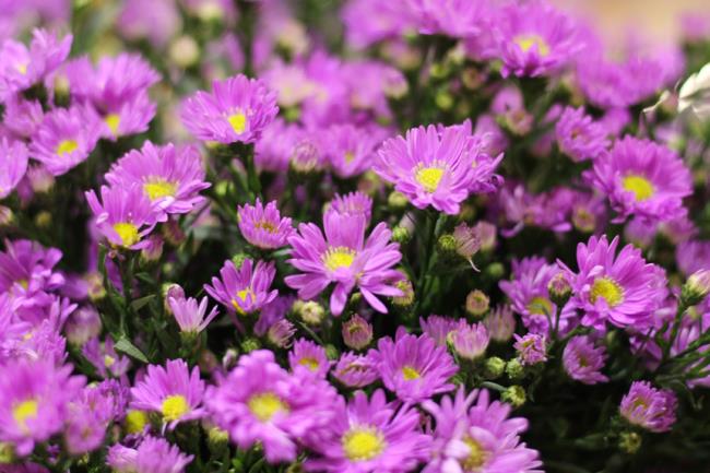 Красивые фиолетовые цветы вереска 