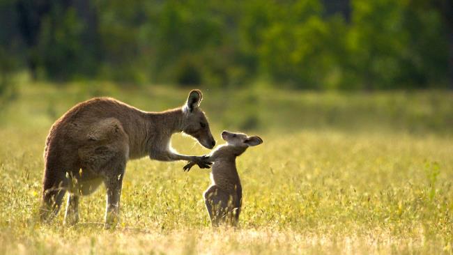 Koleksi gambar Kanguru kanguru yang paling indah