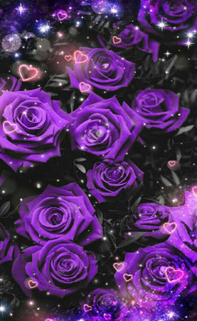 Colección de las más bellas imágenes de rosas moradas