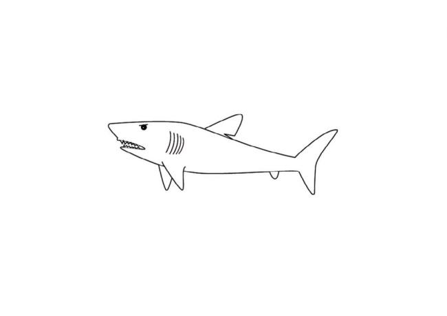 Collection of beautiful shark coloring pictures