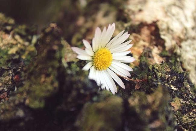 جمع آوری تصاویری از زیباترین گل داودی های وحشی