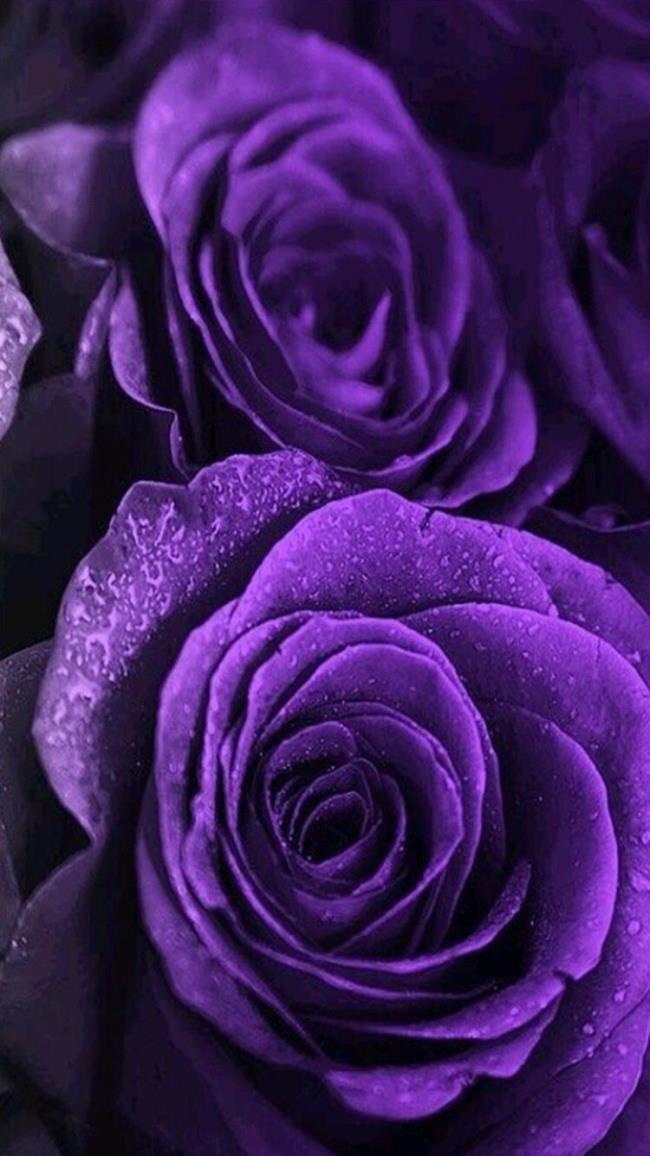 Collection des plus belles photos de roses violettes