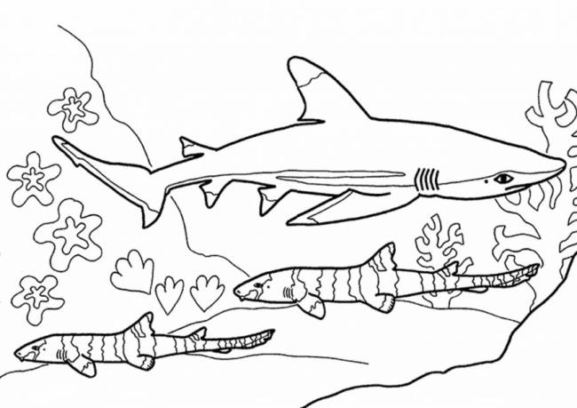 Collection of beautiful shark coloring pictures