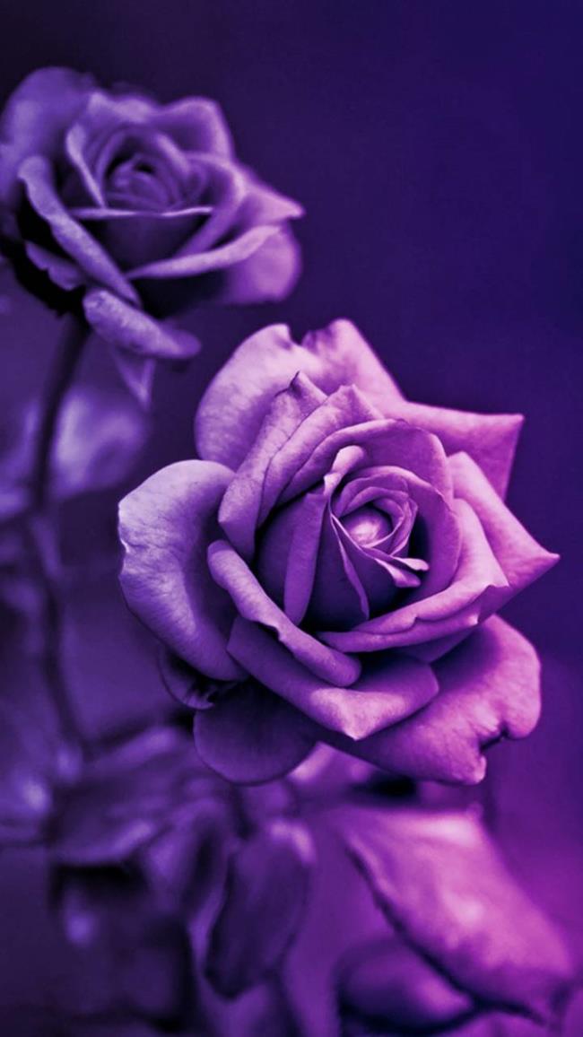 Collection des plus belles photos de roses violettes