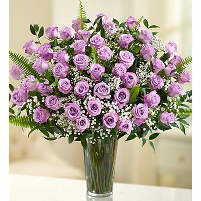 Collection of the most beautiful purple roses pictures