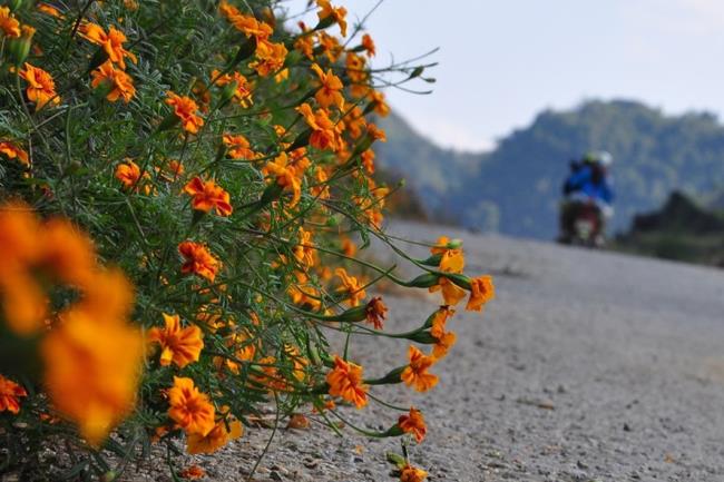 Collection des plus belles photos de chrysanthèmes sauvages