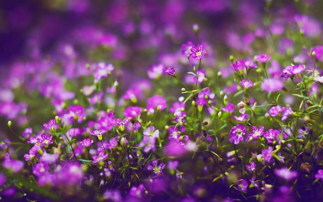 مجموعة من اجمل صور الزهور البرية