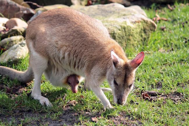 Collection of the most beautiful Kangaroo kangaroo images