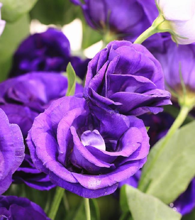 Collection des plus belles photos de roses violettes