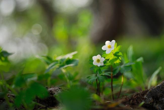 सबसे सुंदर जंगली फूलों की छवियों का संग्रह