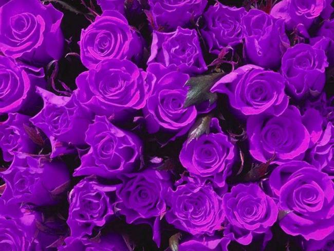 Collection des plus belles photos de roses violettes